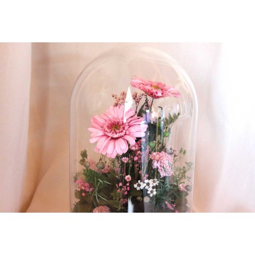 Globe gerbera